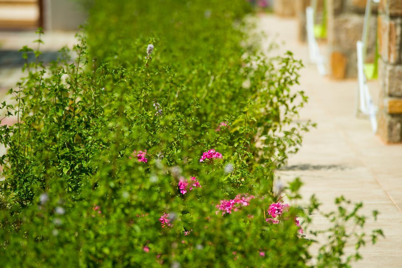 Olive Land Villas Limenaria  Extérieur photo